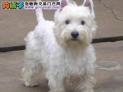 如何掌握给西高地洗澡的最佳方法