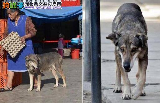 让世人震惊的忠诚狗狗等待死去的主人五年不离去