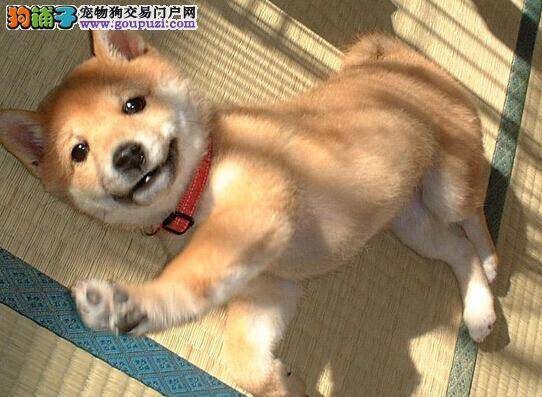 柴犬患上低血钙症应如何医治