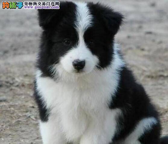 如何看边境牧羊犬的性情好不好