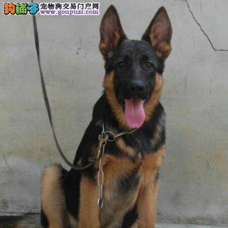 德国牧羊犬为什么无精打采在窝里睡觉