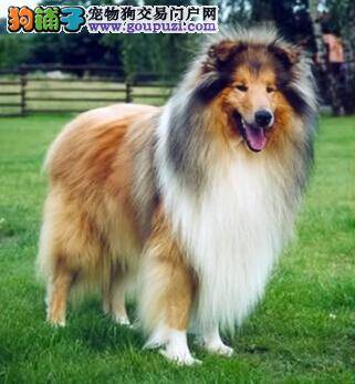 常梳毛发身体好 给苏格兰牧羊犬梳理毛发有哪些讲究