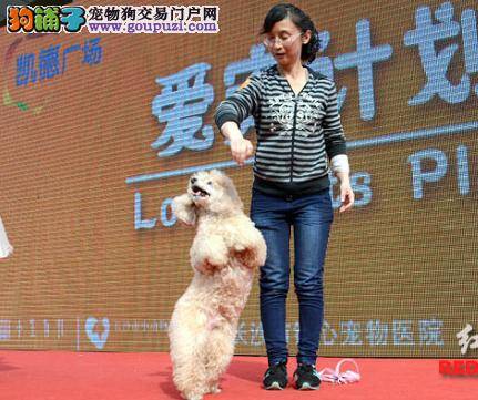 “爱宠计划”主题活动在长沙举行 呼吁大家文明养犬