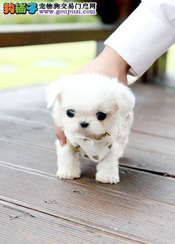 马尔济斯犬最近严重的掉毛怎么办