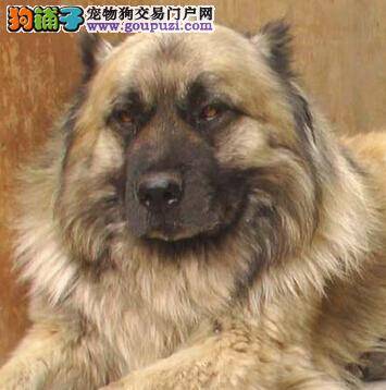 掌握购买知识 让主人们挑选到青睐的高加索犬