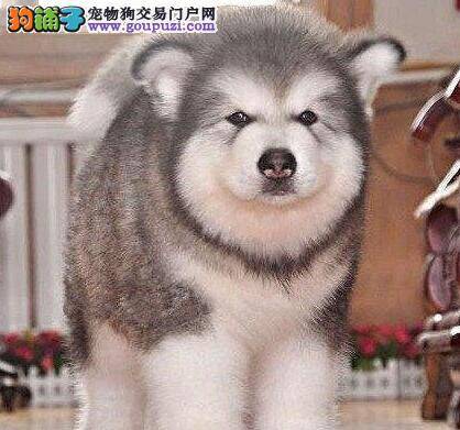 阿拉斯加犬身上有很多皮屑，掉毛是生病了吗