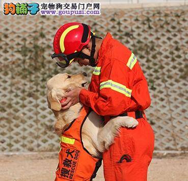 讲述训导员和搜救犬“小赖”的快乐生活