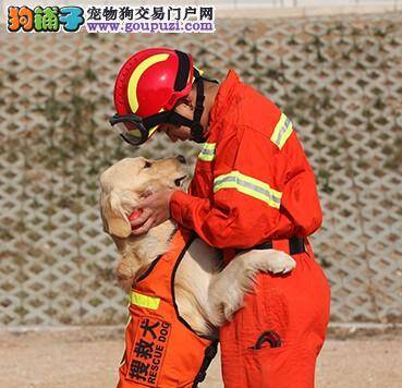 美国犬业俱乐部汇整最受欢迎犬种表 拉布拉多犬排第一