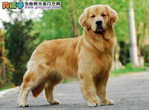良犬的挑选方法与技巧 纯种金毛犬的体貌特征