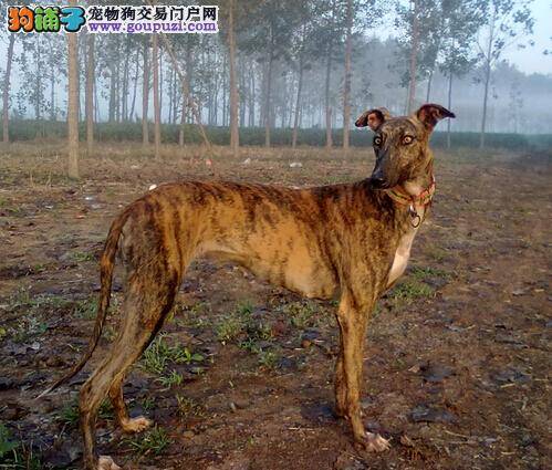 三分血统七分养育 养育方式与格力犬个性的关系