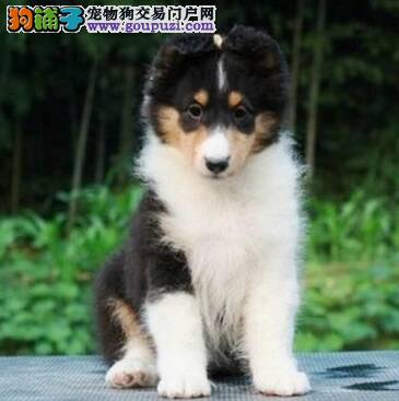 喜乐蒂犬出现缺钙问题怎么办