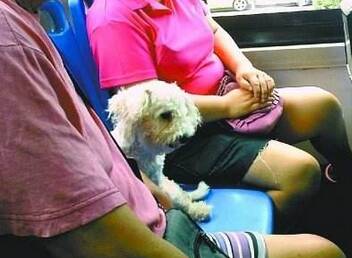 孕妇上车站着狗狗坐着 这个待遇一般狗享受不到