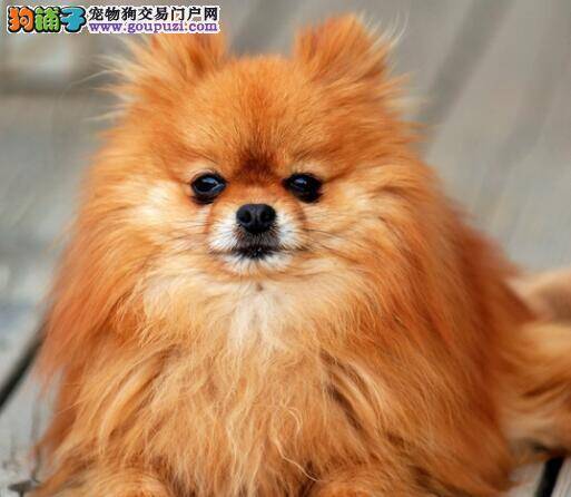 挑选必要知识 关注博美犬的体型与性格特点
