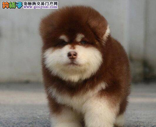 阿拉斯加犬最近总伸着脖子，卡嗓子如何急救