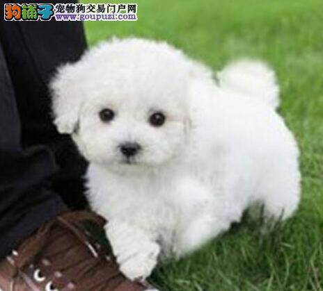 比熊犬吃的很多，口吐黄水是消化不良吗