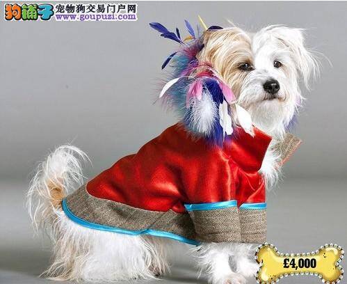 巴黎设计师另辟新径给狗狗设计奢华时装