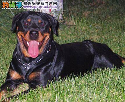 交流与推荐 饲养罗威纳犬的具体方法有哪些