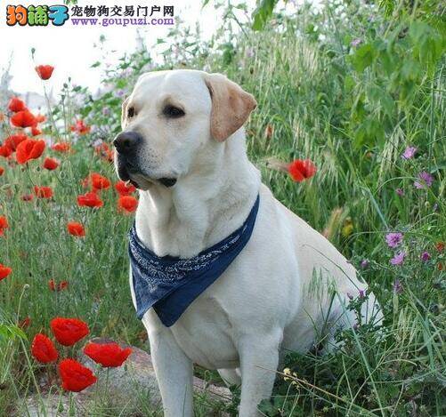 拉布拉多犬口吐白沫是什么毛病