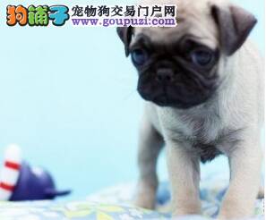 怎样给巴哥犬洗耳朵，求清洗方法