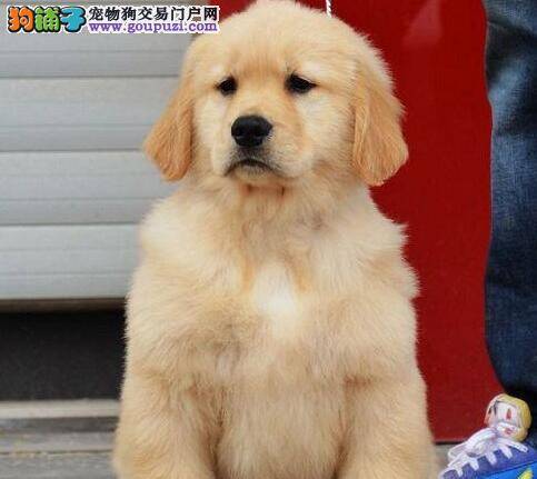挑选精品纯种金毛犬时要注意狗狗面部特征