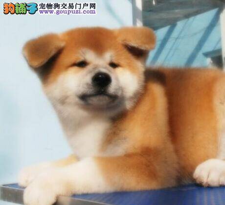 我家秋田犬进入新家没精神是为什么
