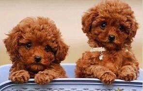 如何顺利完成训练泰迪犬上厕所的工作