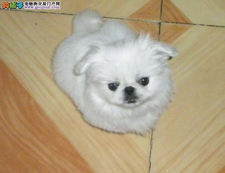 京巴犬咳嗽，口吐白色粘液是什么问题