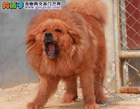 区分犬窝咳 藏獒咳嗽的原因和医治方法