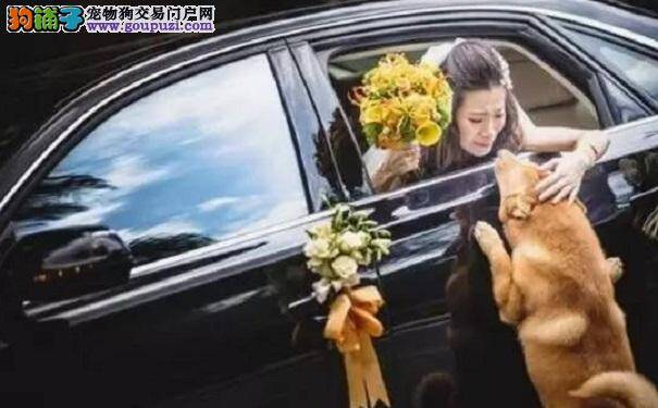 小主人出嫁狗狗猛追婚车 “你还会回来吗？”