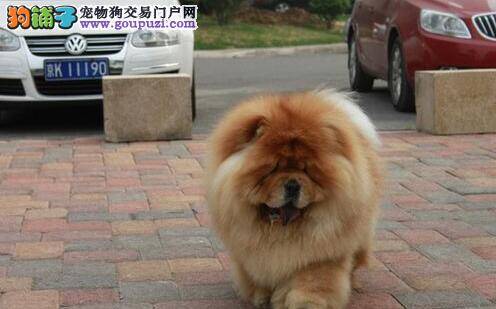 给松狮犬洗脸的重点部位是耳鼻和眼睛