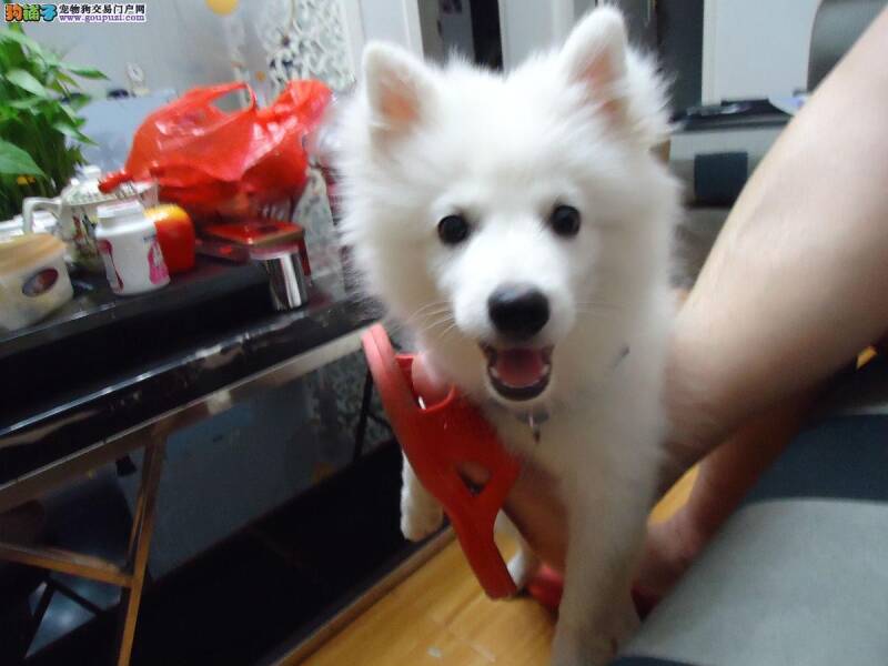 选购银狐幼犬的基本技巧有哪些