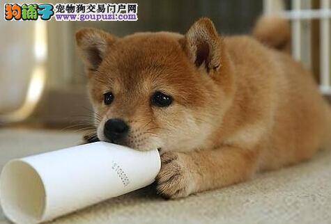 生活天天秀 日常生活喂养秋田犬的两大好处