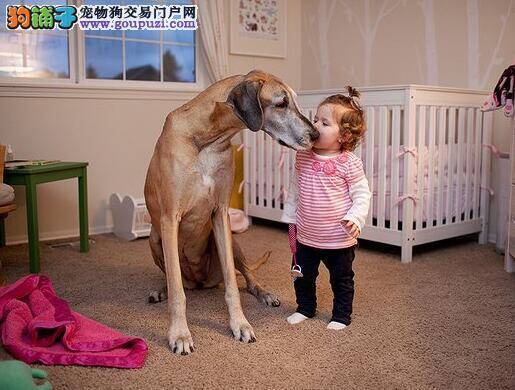 了解大丹犬的性格特征 让你选择到优秀的狗狗