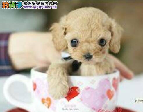 留些温暖给狗狗 怎样照顾怕冷的茶杯犬