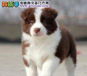 边境牧羊犬驱虫后开始拉稀正常吗