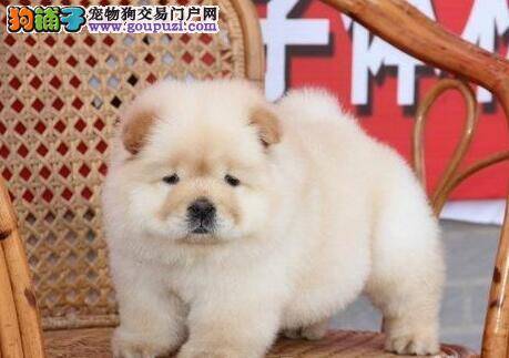 松狮犬上厕所方法不对有方法纠正吗