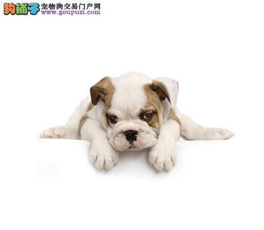 挑选要点之斗牛犬的身体部位特征