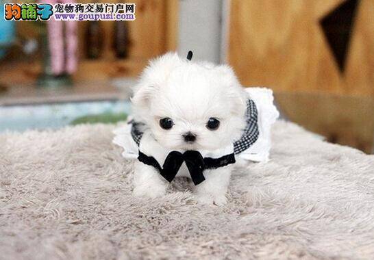 怎样让马尔济斯犬远离清洁剂的威胁