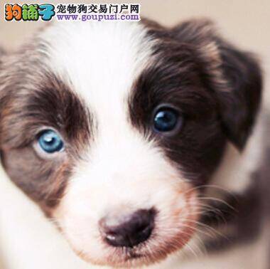 快乐训狗十法 怎样让边境牧羊犬服从主人的命令