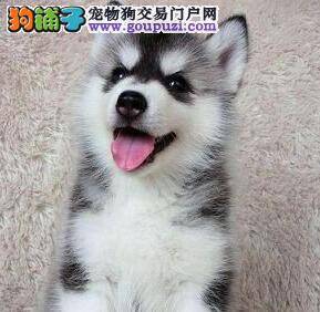 你知道为什么看似温顺的哈士奇那么喜欢咬人吗