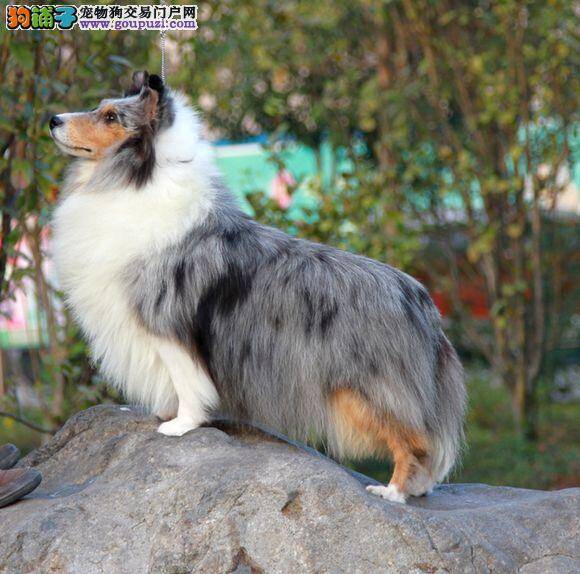 我家喜乐蒂犬不喝水，便便有点干怎么办