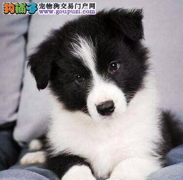 边境牧羊犬有很严重的皮肤病怎么治疗