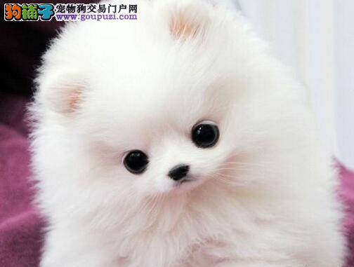 专家点评如何购买到纯种的博美犬