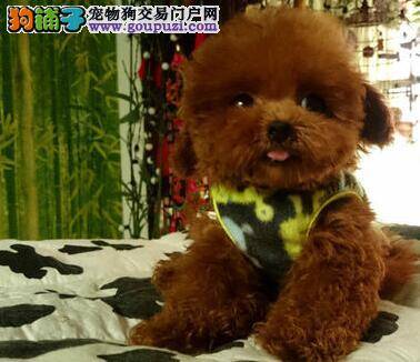 我家泰迪犬在家随地大小便如何是好