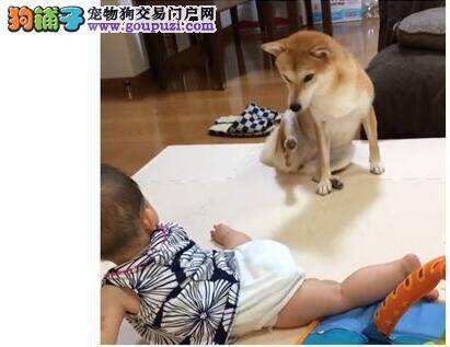 睡觉遭小主人飞腿 可爱柴犬一脸无辜