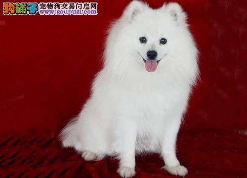 银狐犬这几天不吃饭，怎么办