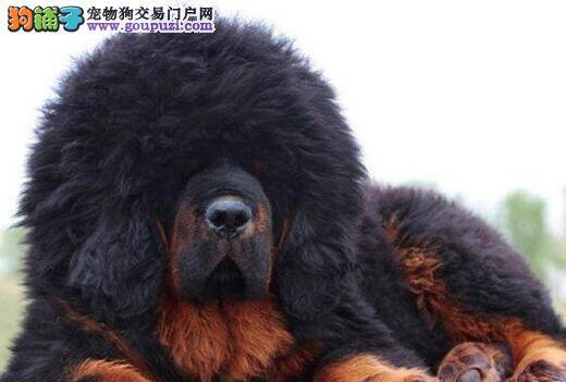 怎样让藏獒在夏季轻松对皮肤病说“NO”