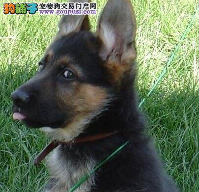 炎热夏季照顾狼狗的不可不知的四个要点