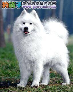 萨摩耶的口腔护理知识与护理工具的选用