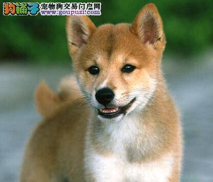 给柴犬建造狗屋 别忘了这些小细节